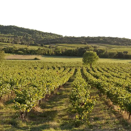 Oda ve Kahvaltı Domaine De Pelican 4*